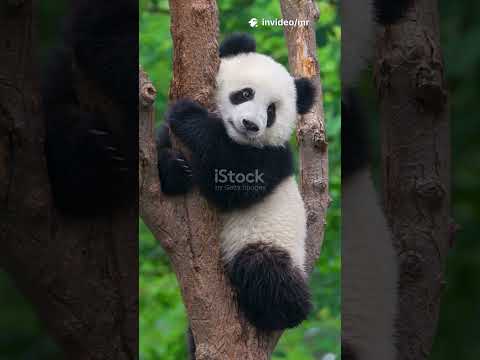 FACSINATING FACTS BAOUT PANDA S 2025MP4