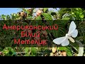 Американський Білий Метелик 🦋 Знищує врожай.