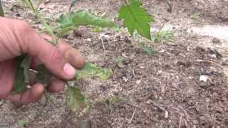 How I grow my Tomatoes (May 2013)