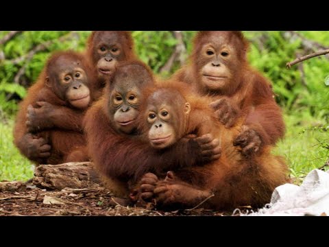 Видео: Orangutan DNA нь амьд үлдэх боломжийг нэмэгдүүлдэг: Судалгаа