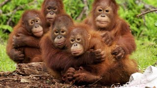 ⁣Orangutans Need to Learn to Fear Snakes