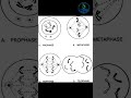🔬 Mitosis Explained in Simple Steps.Biology Animation.#Mitosis #CellDivision #Biology #ScienceEdu
