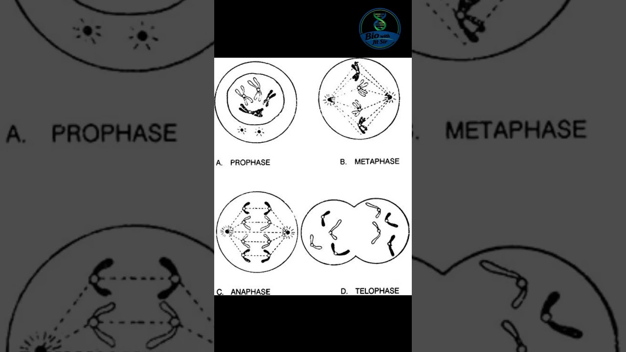 🔬 Mitosis Explained in Simple Steps.Biology Animation.#Mitosis #CellDivision #Biology #ScienceEdu