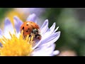 Garden lover is live welcomes friends