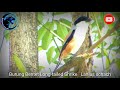 Suara Pikat Burung Bentet Gacor Mp3 - Mp4 Download