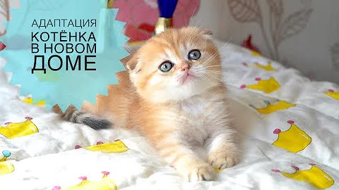 Адаптация котёнка в новом доме. Советы и рекомендации.