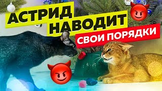 Чаузи Астрид встретила камышового кота😸 Первый день в доме. Реакция на других кошек 🙀