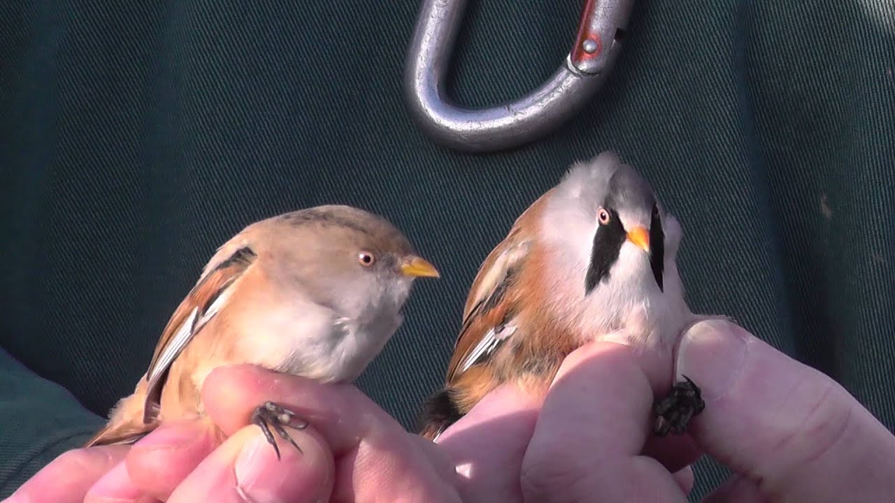 Pair of Bearded Tits - Bird ringing 