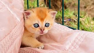 Baby kittens get to know the taste of nature for the first time by Kitten Street 2,679 views 2 weeks ago 4 minutes, 49 seconds