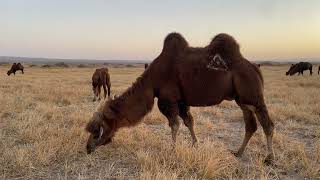 몽골 고비사막에서 일출후 낙타 모습 (Camels after sunrise in the Gobi Desert, Mongolia)