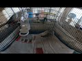 VR 360 Bird Cage Experience  with diamond doves.