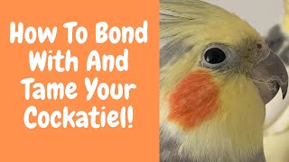How To Bond With / Tame Your Cockatiel | Parrot Behaviour | TheParrotTeacher