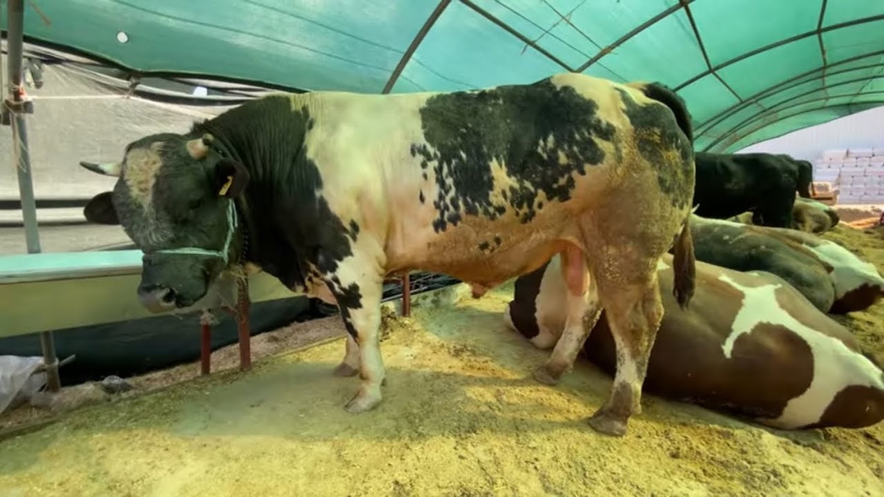 2024 BORNOVA IŞIKKENT KURBAN PAZARI