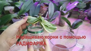 Черная сухая гниль и плохие корни - частые проблемы у подростков орхидей Фаленопсис. Часть 3