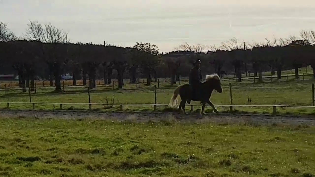 Ganti från Norrbacken i galopp med fria tyglar