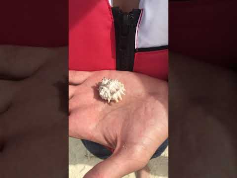 Ракушка на Мальдивах