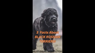 3 Amazing Facts About BLACK RUSSIAN TERRIERS! #brt #dog #doglover #guarddogs by AdventurousNomad 155 views 6 months ago 1 minute, 54 seconds