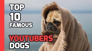 Top 10 famous YouTubers Dogs by Animal Fire TV 31,497 views 5 years ago 3 minutes, 58 seconds