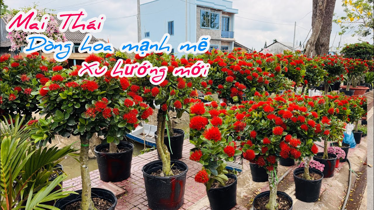 Mai Thái đỏ loài hoa mạnh mẽ xu hướng hoa mới..#caycanh 