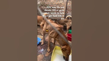 POV stay 15s and donate 10$ or write random words to help them get food link in bio #dog #doglover