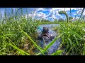 Tarde de Pesca con Arpón Enorme Tortuga y Muchos Peces