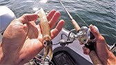 Poke Poling for Monkeyface Prickleback Eel. Catch and Cook Rockfish! - YouTube