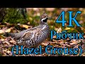 Рябчик 4К (Hazel Grouse)