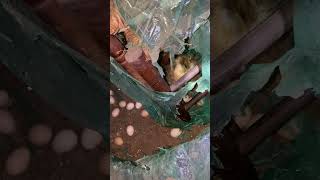 Attic chicken nest hunt by Bruce Ryba 83 views 3 weeks ago 2 minutes, 6 seconds