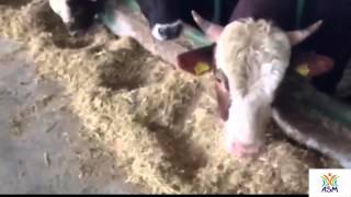 Ankara Kazan 250 Başlık Besi Çiftliği Projesi - ASM GRUP DANIŞMANLIK