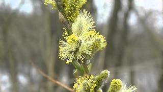 Salix