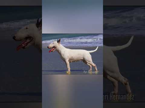 Video: Perros famosos y razas de perros que todos conocemos y amamos