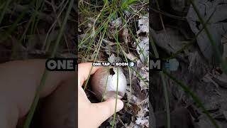 This Fungus Explodes Into Smoke When You Touch It π³π¨