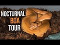 BOAS IN THE DARK - NBK AT NIGHT