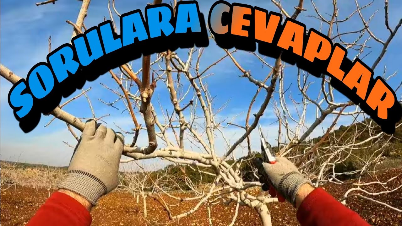 ANTEP FISTIĞI BUDAMASINA DEVAM... SORULARA CEVAPLAR...