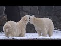 Eisbärinnen Tonja und Hertha haben Spaß im Schnee -Tierpark Berlin am-10.12.2021