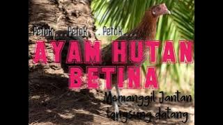 Suara pikat ayam hutan betina ( versi petok - petok) si Janda Pirang