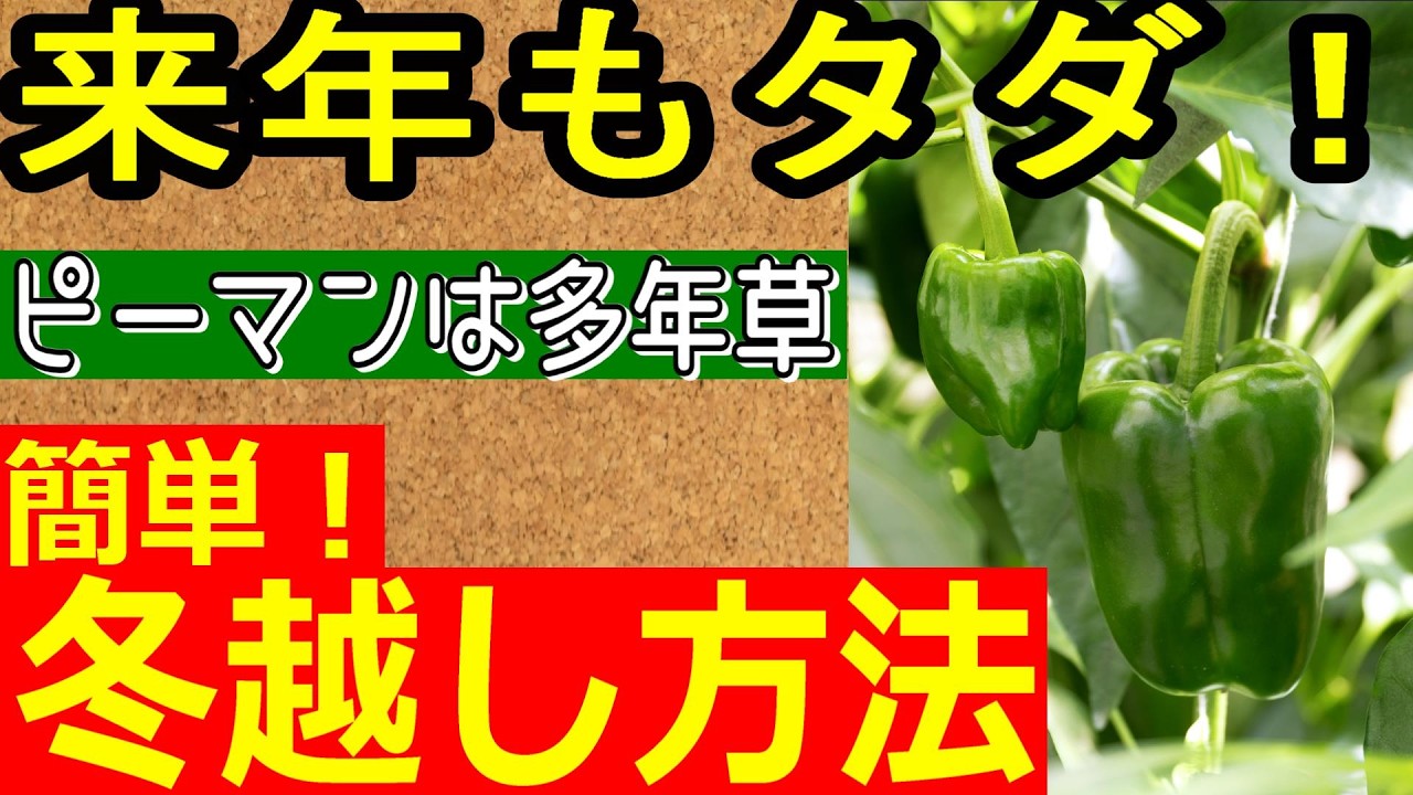 種 無し ピーマン 増やし 方