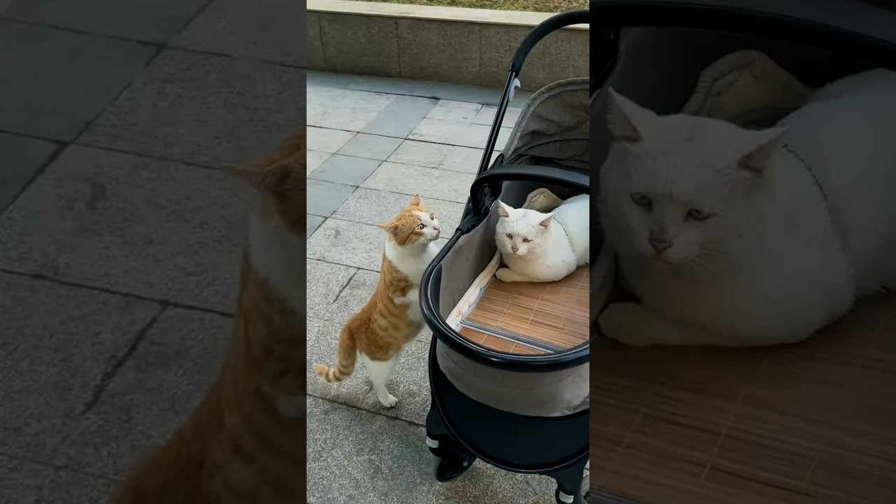 Curious Cat Stands Up to Watch Cat Meow Inside Stroller