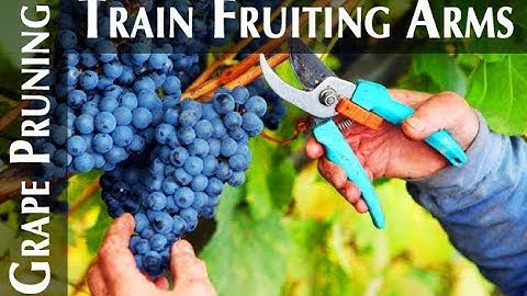 Grape Vine Training - How To Train Fruiting Spurs (For Maximum Production)