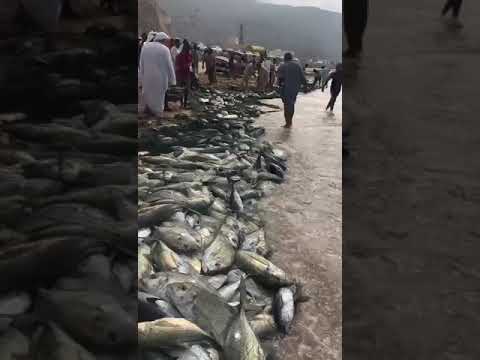 شاهد الأسماك في سواحل حضرموت 2
