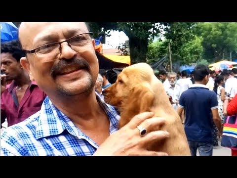 puppy paradise A Man Gets His Loved English Cocker Spaniel Puppy At Galiff Street