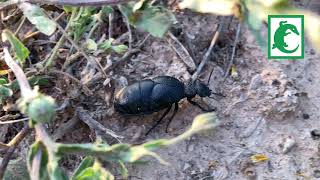 Carraleja negra