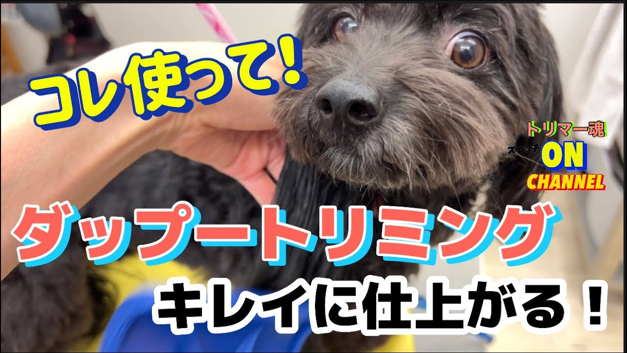 トリミング難しい？ダップーがキレイに仕上がる！コレ使って！トイプードル ミニチュアダックス