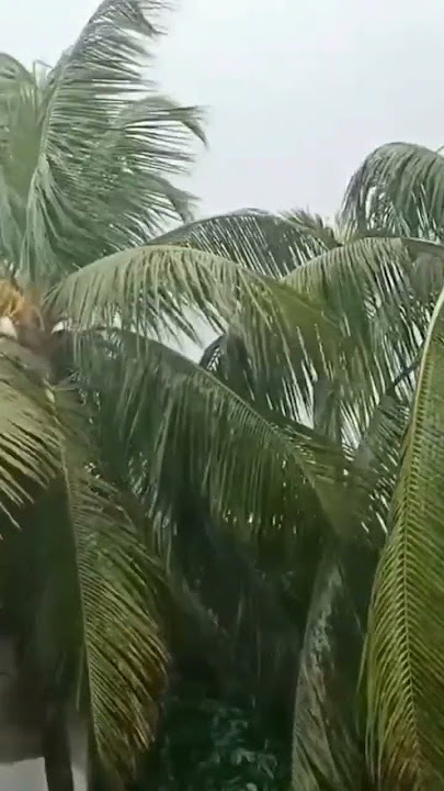 #rain #Aji jhoro jhoro mukhoro badol o dine #robi thakur er kobita by Moni Mukta