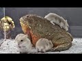 Hamsters surround the pixie frog  warning live feeding