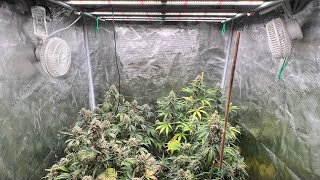 Up and Comer Autoflower Breeders