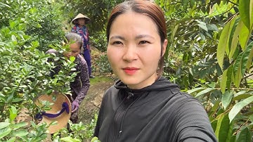 2 Anh Em Ra Phụ Bác Cắt Sầu Riêng, Khu Vườn Quá Đã, Bác Hái Cho nguyên rổ tắc luôn