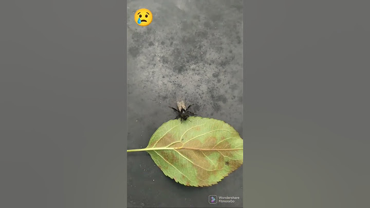 спас шмеля 🐝