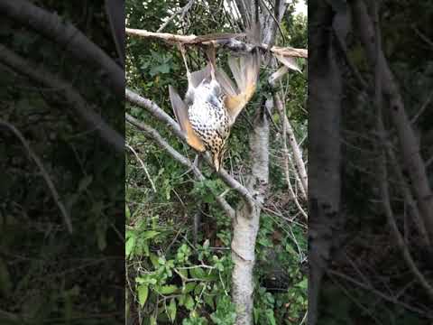 صيد السمن في سوريا على الدبق