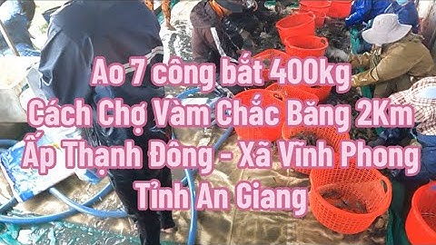 Ao 7 công bắt 400kg tôm càng xanh Cách Chợ Vàm Chắc Băng 2Km - Ấp Thạnh Đông - Vĩnh Phong - An Giang